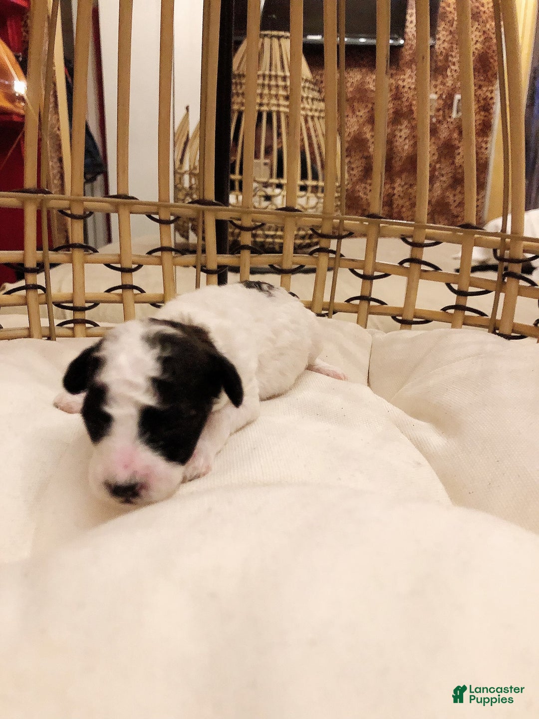 Toy Poodle dogs for sale: Mark Antony - Image 5