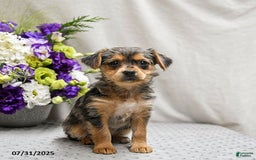Jack Russell Terrier dogs for sale: Remy - Image 5