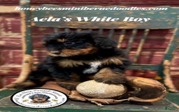 Mini Bernedoodle dogs for sale: Aelas White Boy - Image 5