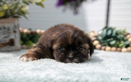 Shorkie dogs for sale: Luka - Image 3