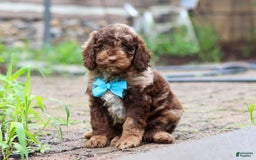 Goldendoodle dogs for sale: Balto - Image 8