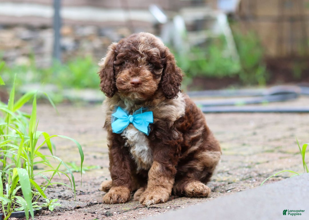 Goldendoodle dogs for sale: Balto - Image 8