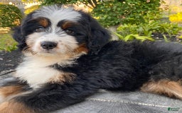 Mini Bernedoodle dogs for sale: 💚 In Boston Massachusetts 💚 Traditional Tri Color 💚 Mini Bernedoodle 💚 - Image 9