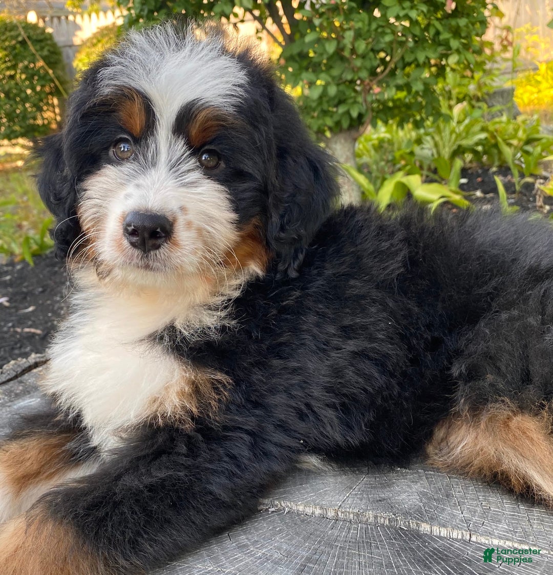Mini Bernedoodle dogs for sale: 💚 In Boston Massachusetts 💚 Traditional Tri Color 💚 Mini Bernedoodle 💚 - Image 9