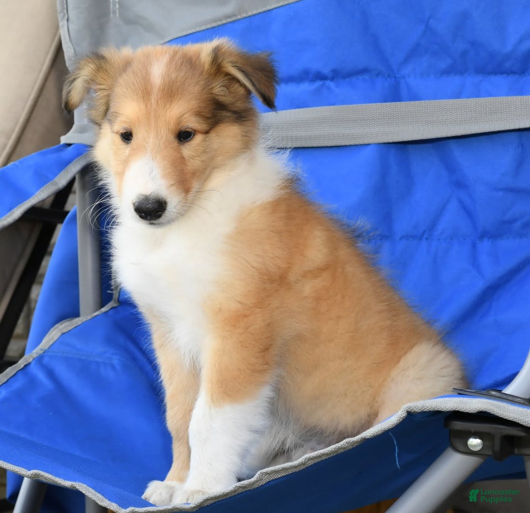 Collie dogs for sale: Paul - Image 5