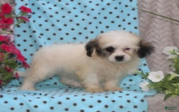 Teddy Bear dogs for sale: Daisy - Image 2
