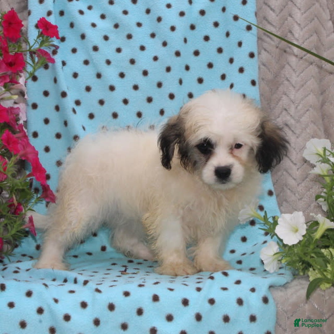 Teddy Bear dogs for sale: Daisy - Image 2