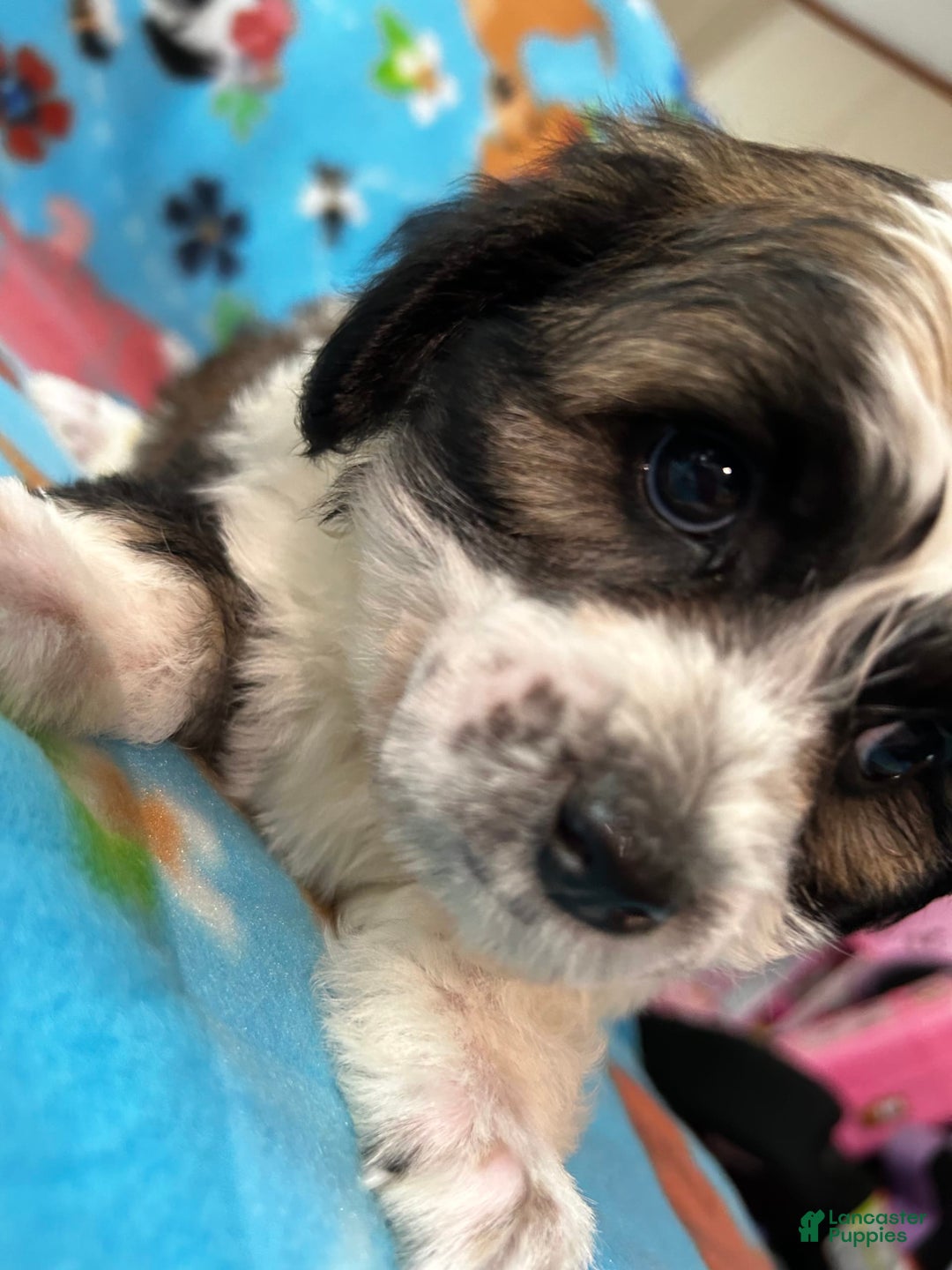 Shihpoo dogs for sale: Bruno - Image 2