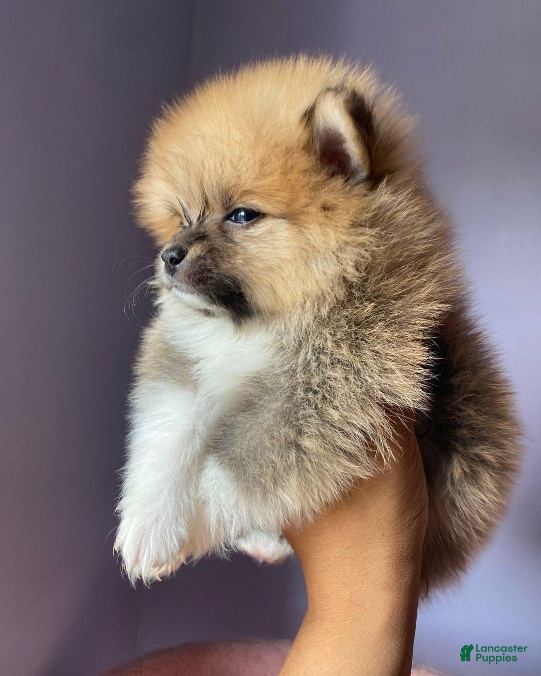 Pomeranian dogs for sale: Lena - Image 7