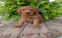 Mini Goldendoodle dogs for sale: Mini -kory - Image 14