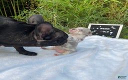 French Bulldog dogs for sale: Zach Myers - Image 1