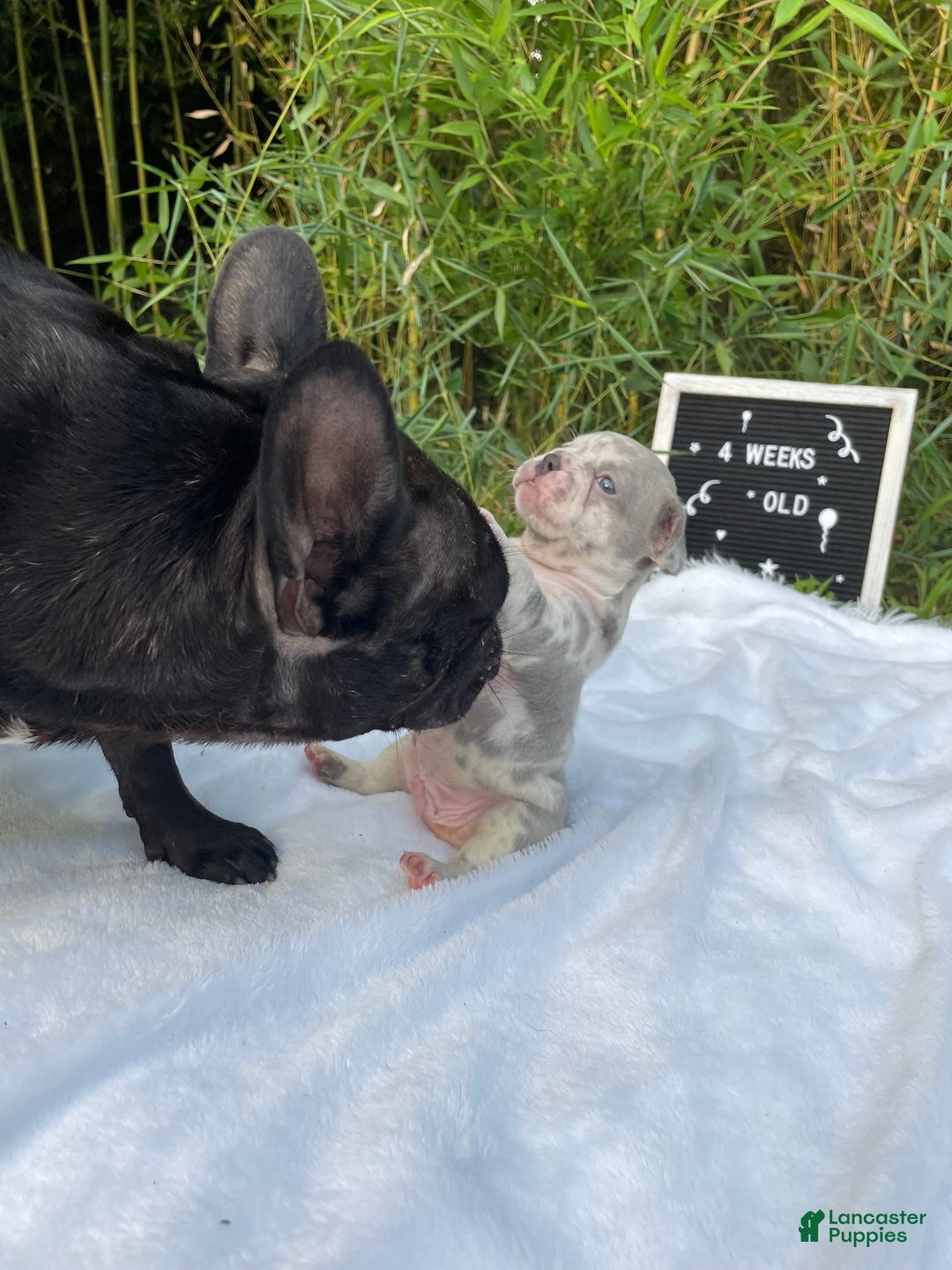 French Bulldog dogs for sale: Zach Myers - Image 1