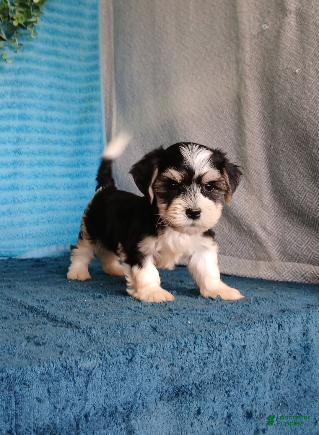 Havanese dogs for sale: Ace - Image 2