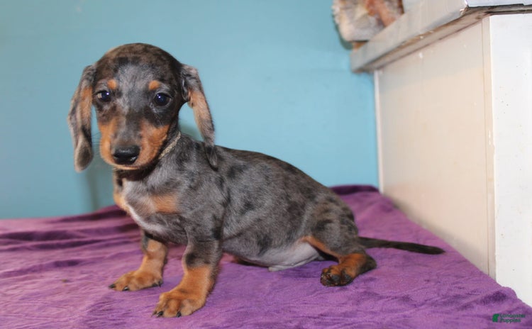 Dachshund dogs for sale - Ad 3