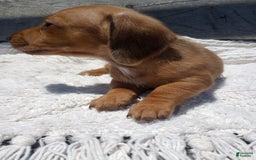 Miniature Dachshund dogs for sale: Barley - Image 5