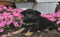 German Shepherd dogs for sale: German Shepherd 5 puppies - Image 9
