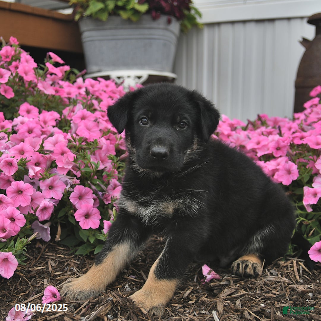 German Shepherd dogs for sale: German Shepherd 5 puppies - Image 9
