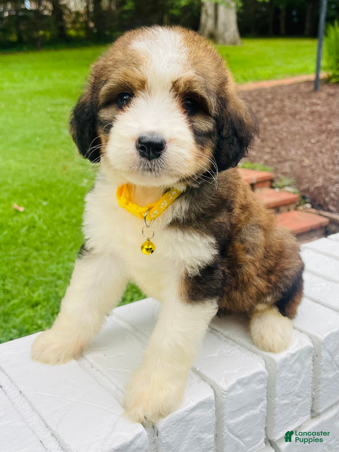 Bernedoodle dogs for sale: 🌸pink Pineapple - Image 10