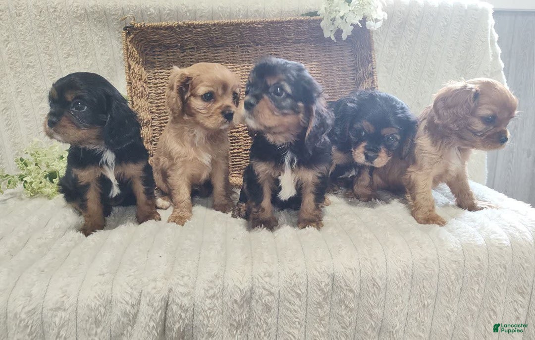 Cavalier King Charles Spaniel dogs for sale: Joy - Image 10