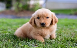 Golden Retriever dogs for sale: Dash - Image 2