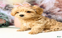 Maltipoo dogs for sale: Dark Pink Collar - Image 14