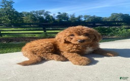 Mini Goldendoodle dogs for sale: Delilah - Image 4