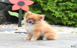 Pomeranian dogs for sale: Abby - Image 3