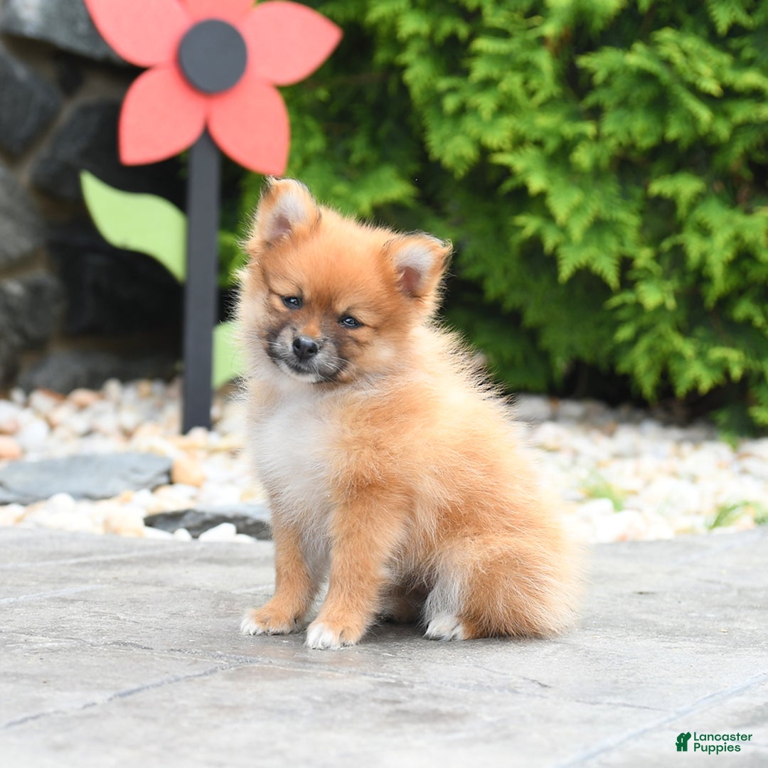 Pomeranian dogs for sale: Abby - Image 3