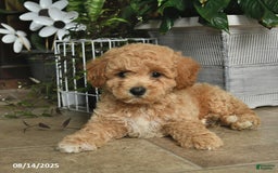 Shihpoo dogs for sale: West - Image 3