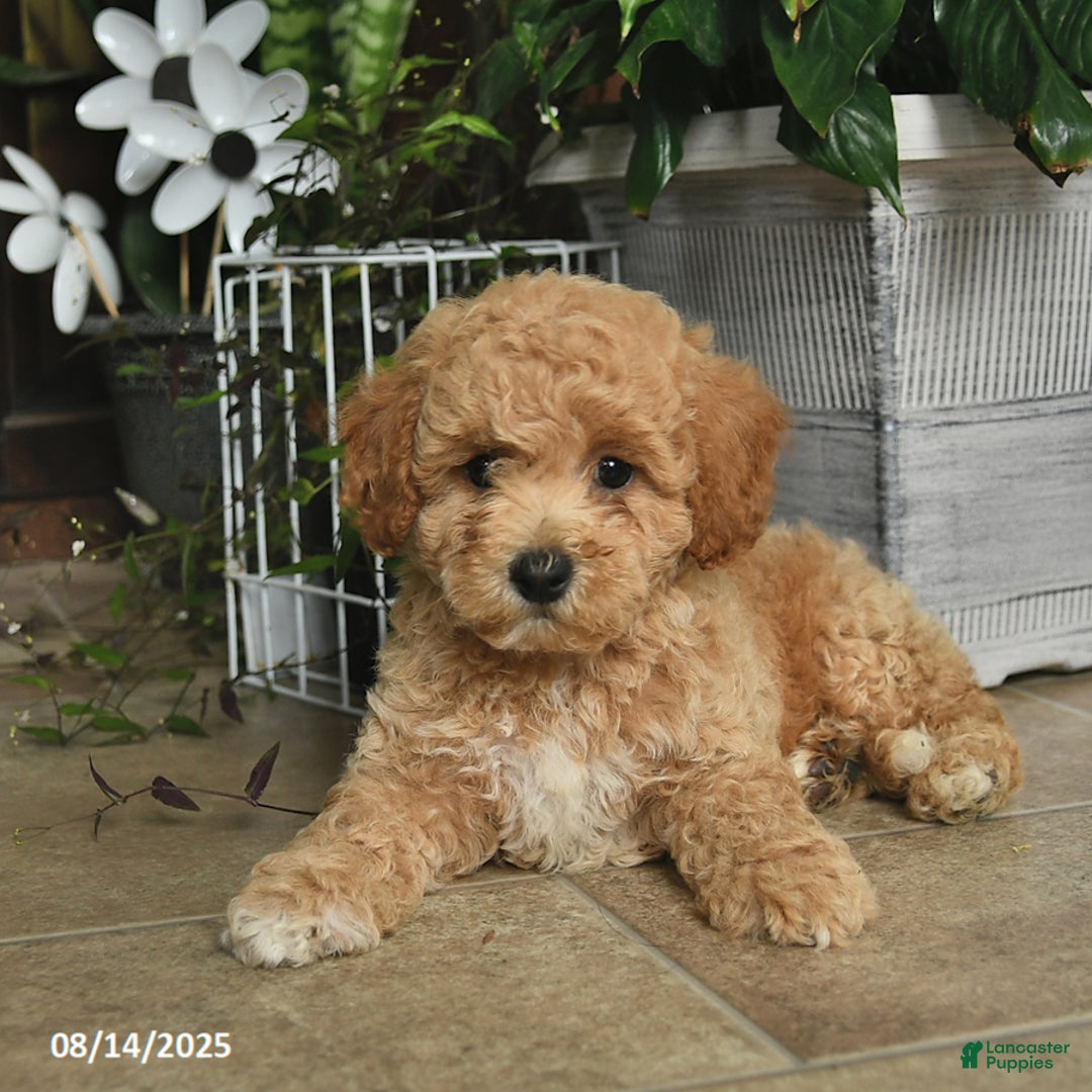 Shihpoo dogs for sale: West - Image 3