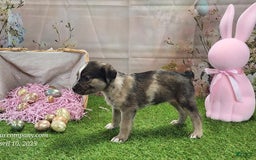 Catahoula Leopard Dog dogs for sale: Goldie 2025 F1 - Image 10