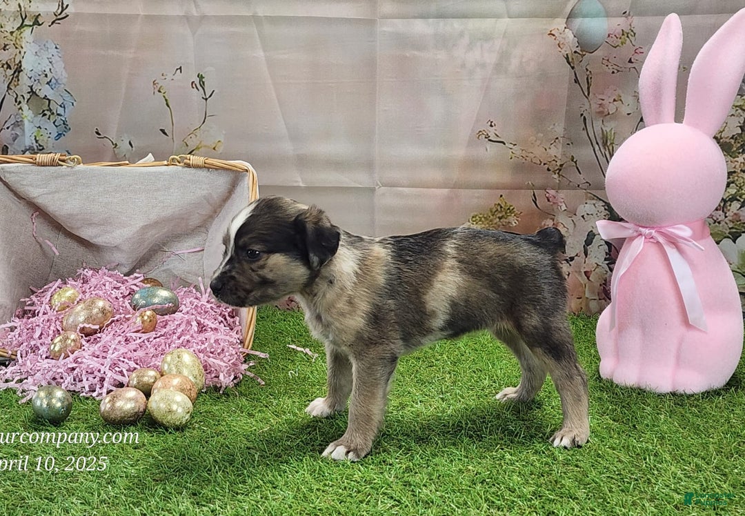 Catahoula Leopard Dog dogs for sale: Goldie 2025 F1 - Image 10