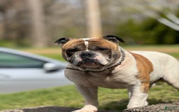 American Bulldog dogs for sale: Sonny - Image 5