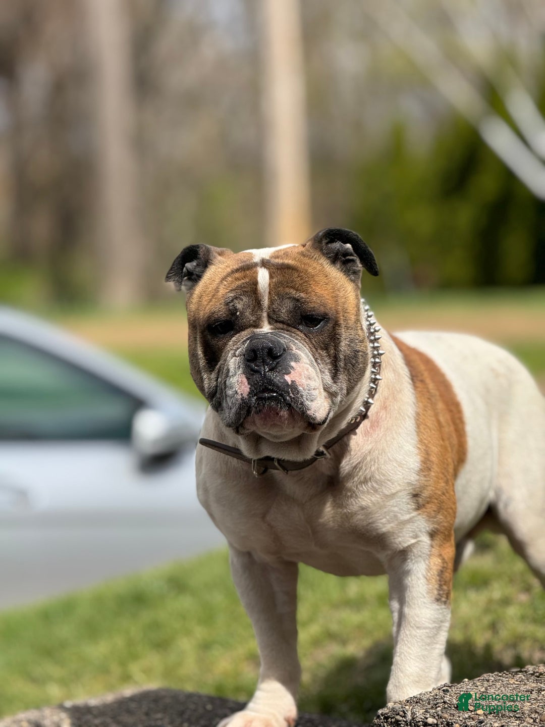 American Bulldog dogs for sale: Sonny - Image 5