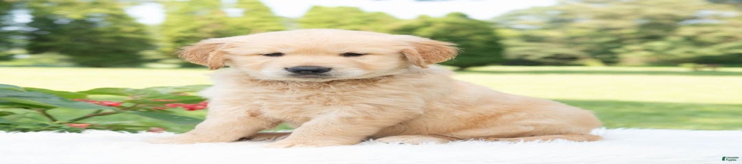 Goliath