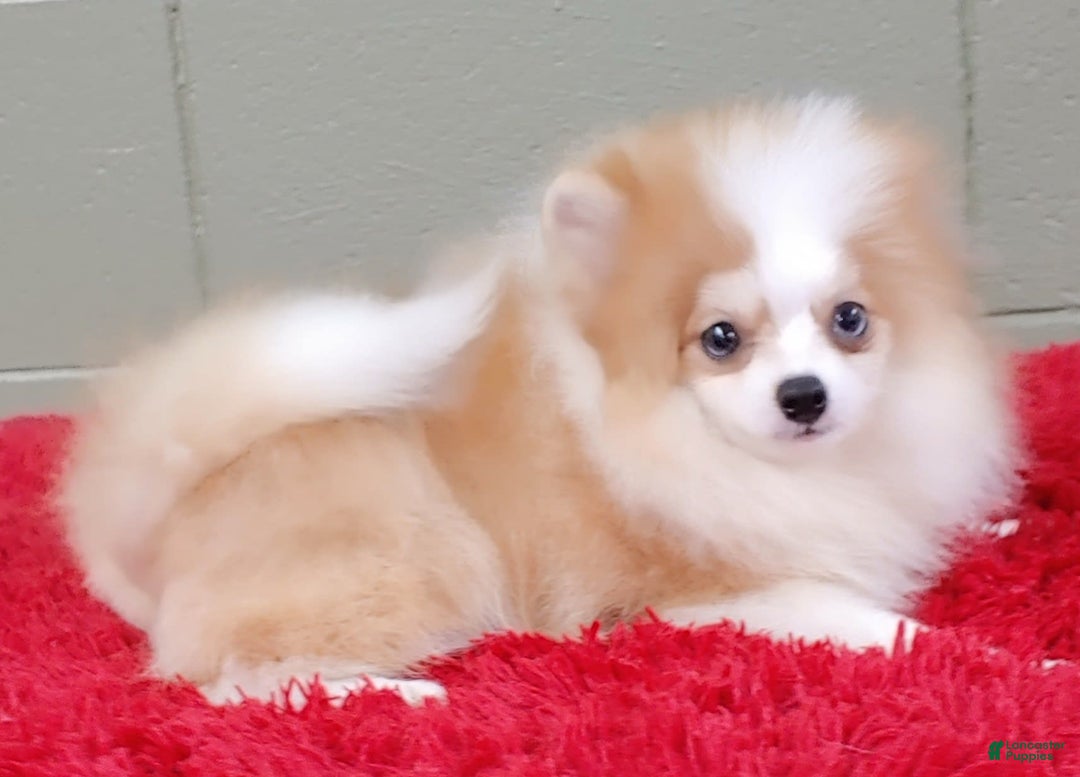 Pomeranian dogs for sale: Simon - Image 10