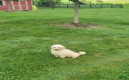 Maltipoo dogs for sale: Oscar - Image 7