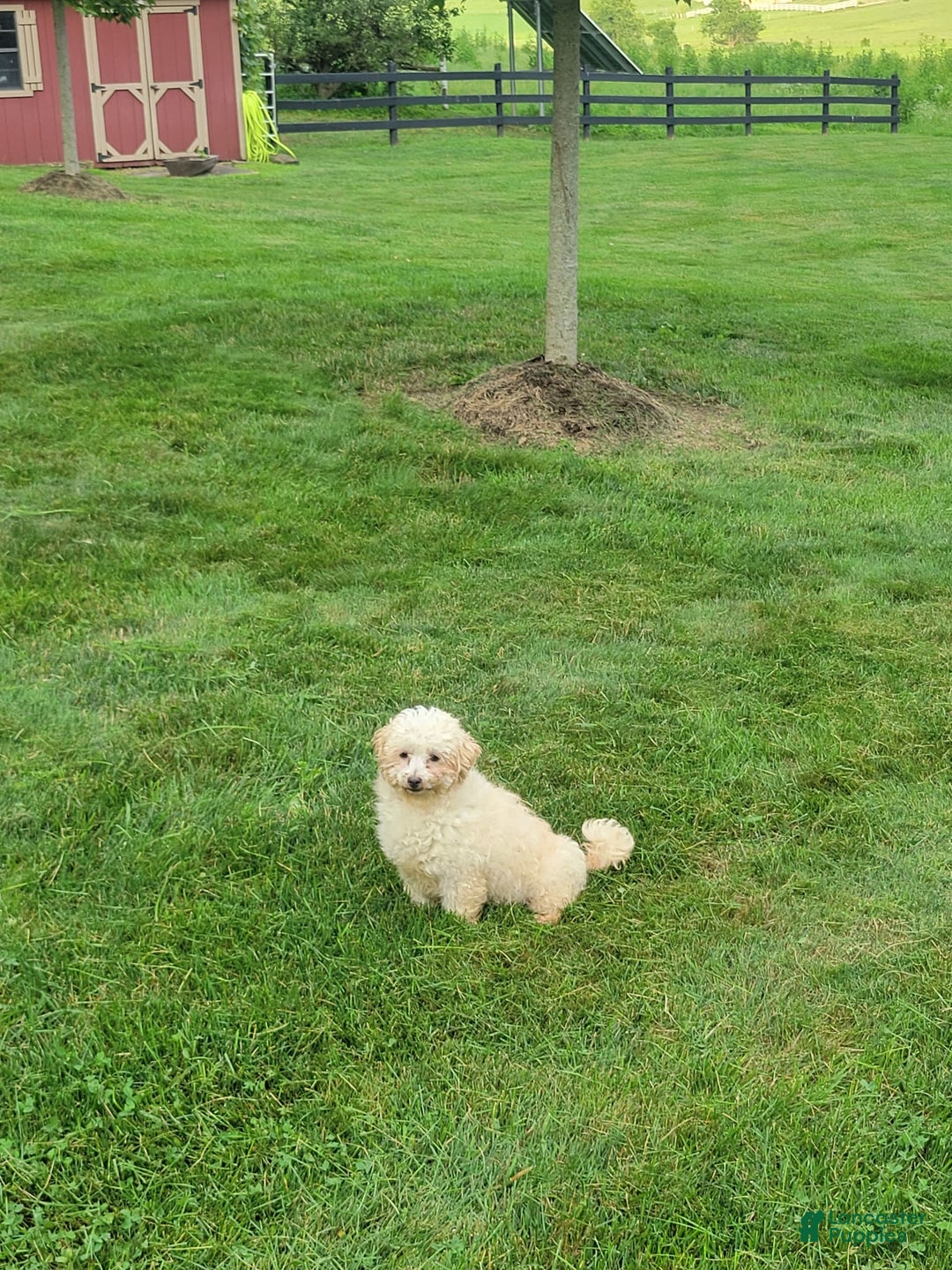 Maltipoo dogs for sale: Oscar - Image 7