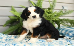 Bernedoodle dogs for sale: Pepper - Image 4