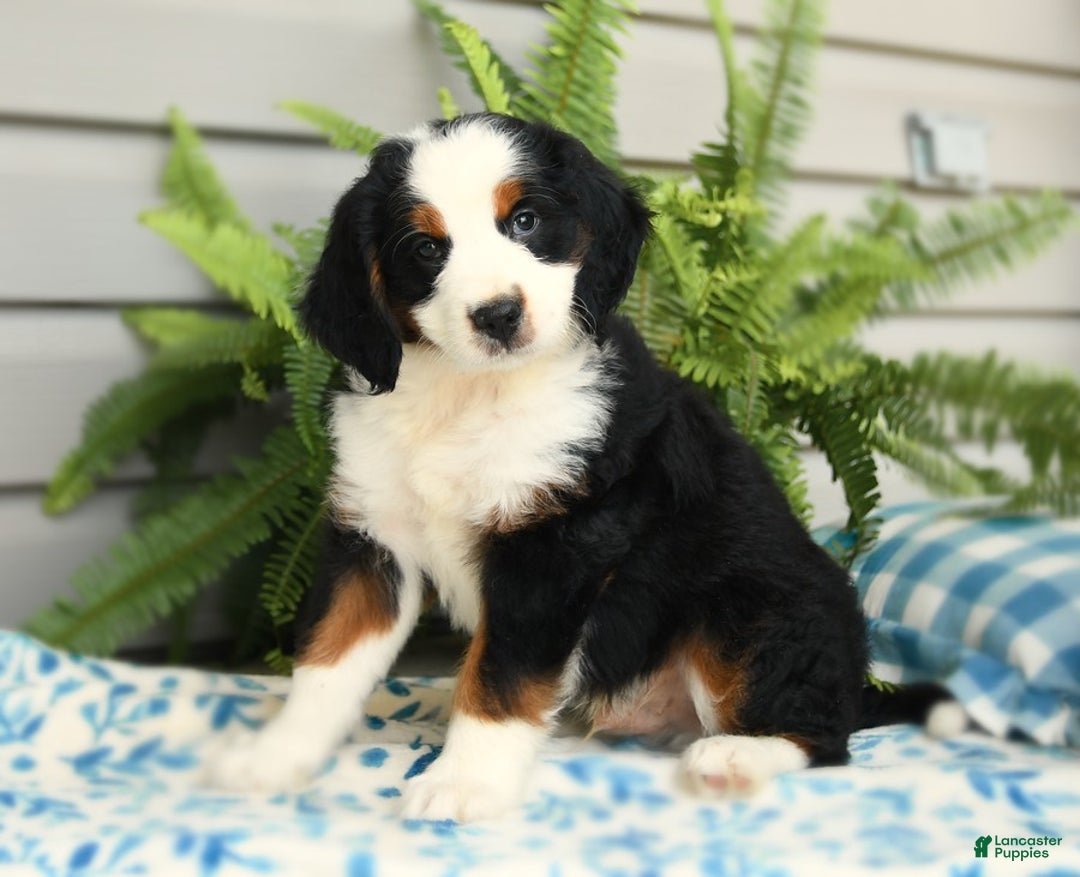 Bernedoodle dogs for sale: Pepper - Image 4
