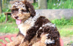 Mini Bernedoodle dogs for sale: Jabel - Image 4