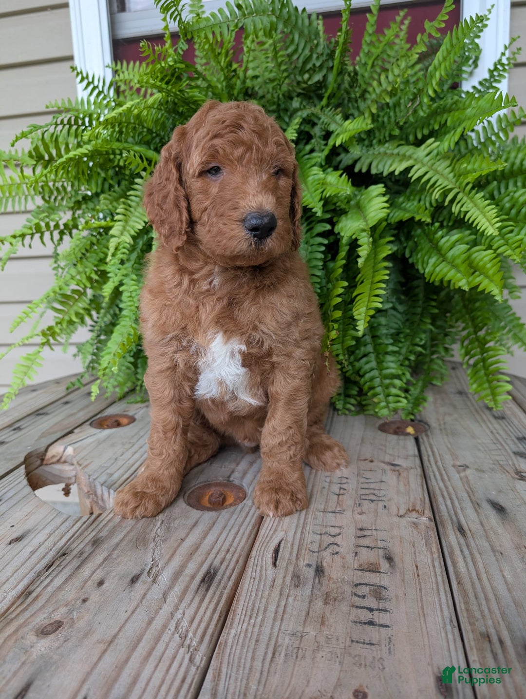 Goldendoodle dogs for sale: Teddy - Image 22