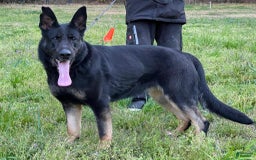 German Shepherd dogs for sale: Orange collar - Image 2