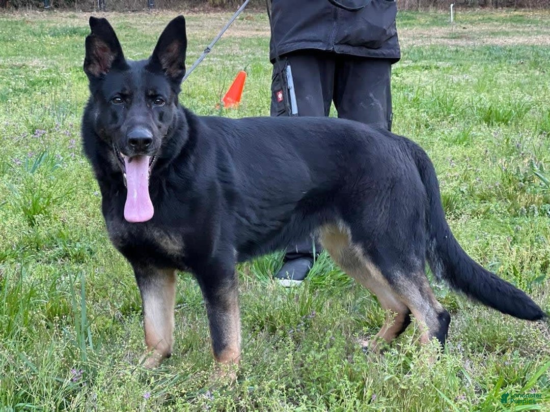 German Shepherd dogs for sale: Orange collar - Image 2