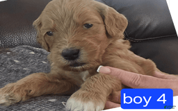 Goldendoodle dogs for sale: Max - Image 3