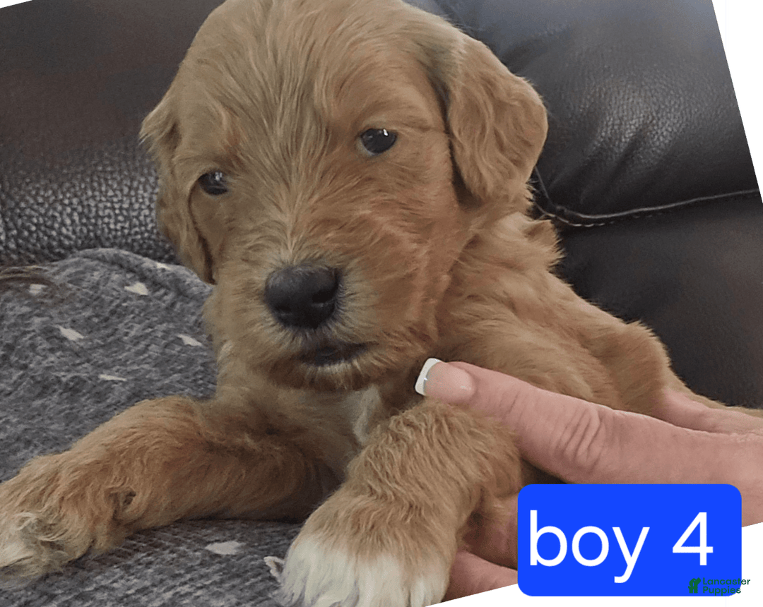 Goldendoodle dogs for sale: Max - Image 3