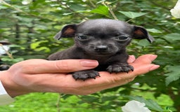 Chihuahua dogs for sale: Black Pearl - Image 14