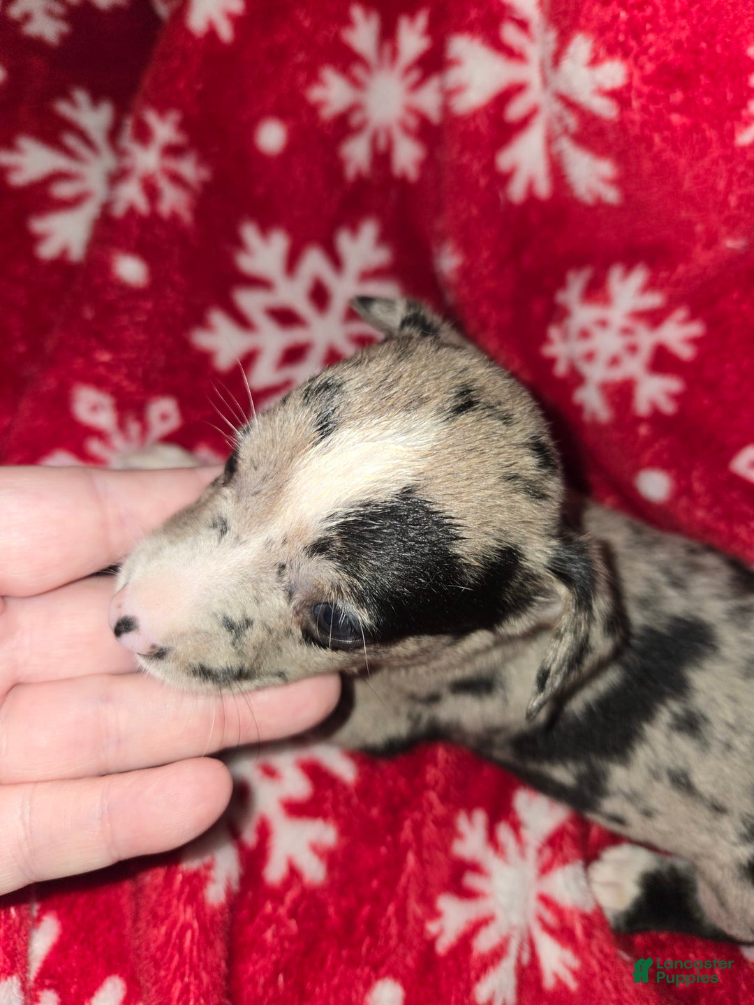 Chihuahua dogs for sale: Merle Girl 1 Blue eyes - Image 5