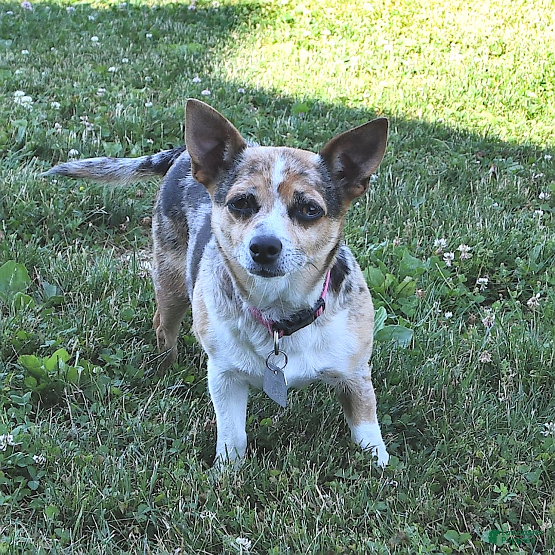Chihuahua dogs for sale: Brownie - Image 4