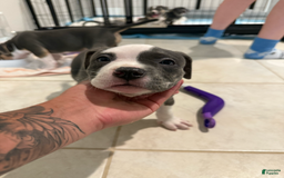 American Bully dogs for sale: Molly - Image 2